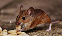 24 Hour & Emergency Exterminators in Waller, PA